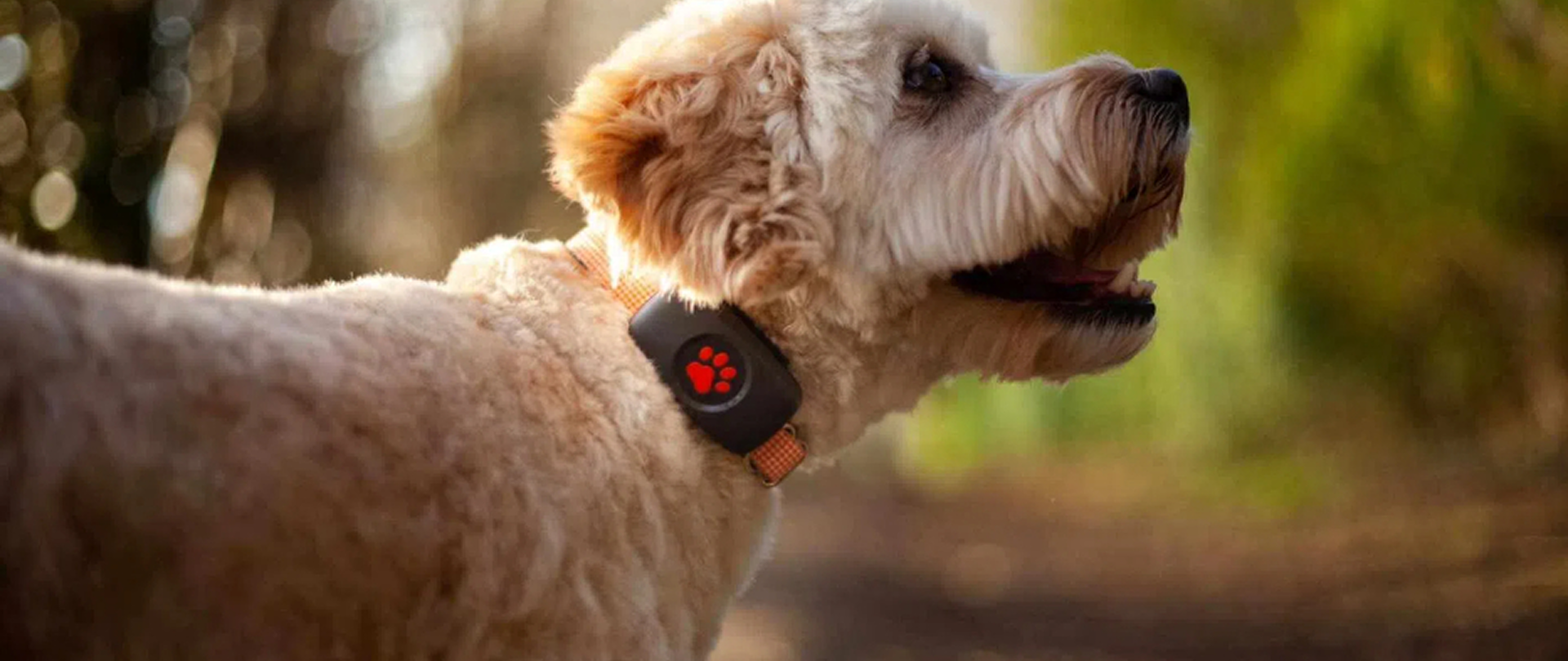 Dog with GPS tracker
